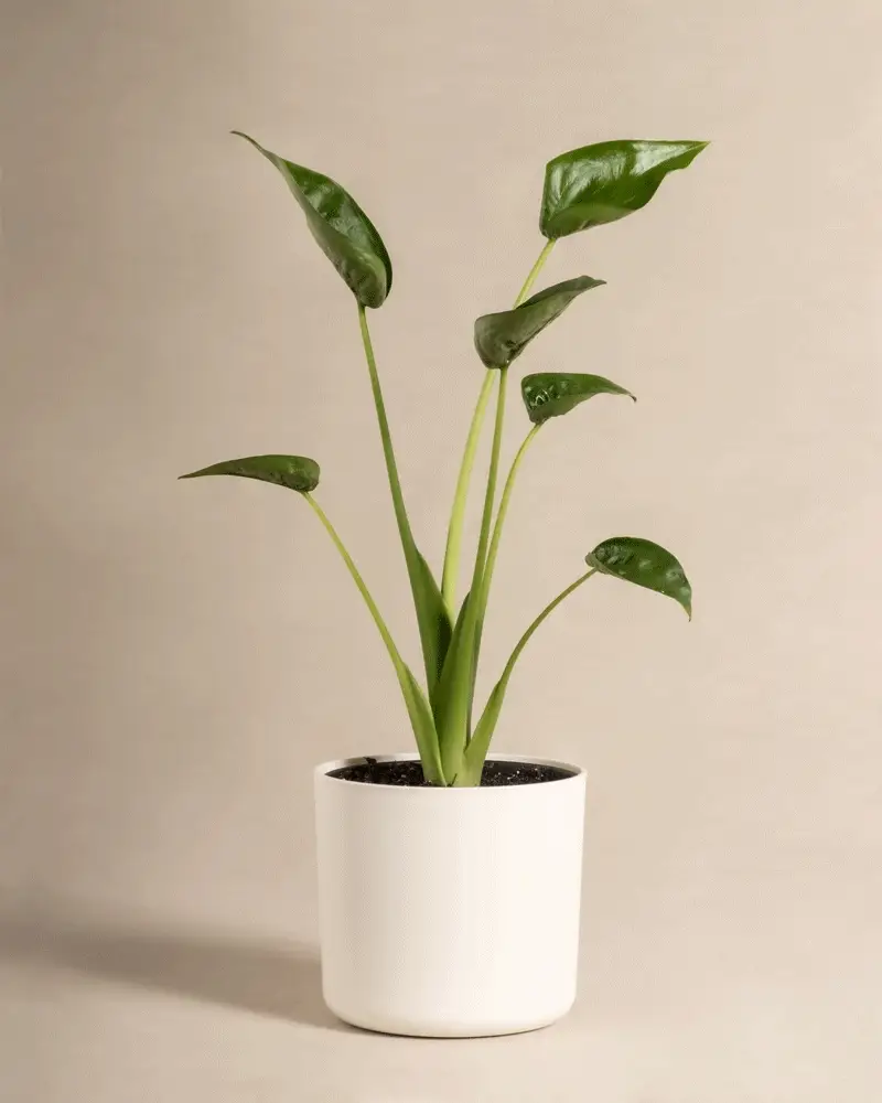 Produktbild 6