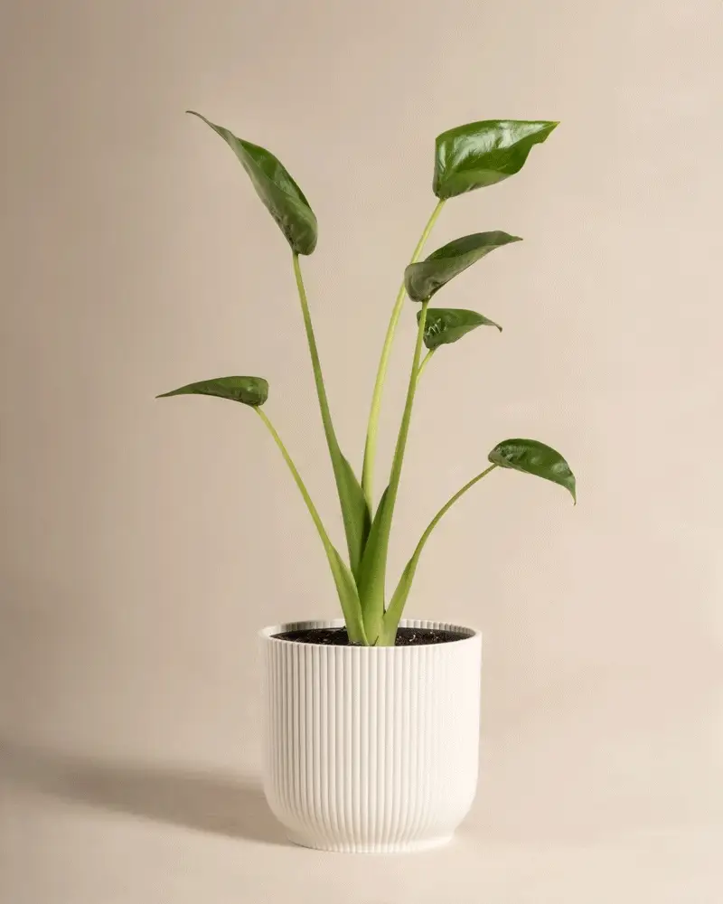 Produktbild 9