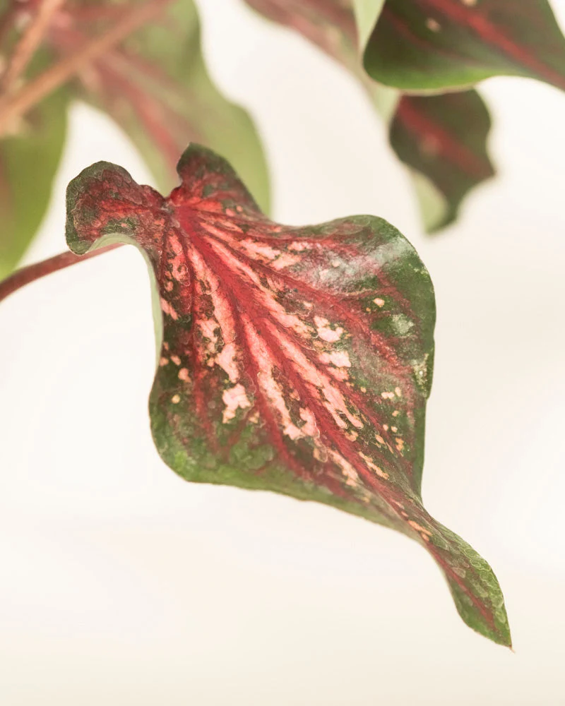 Produktbild 12