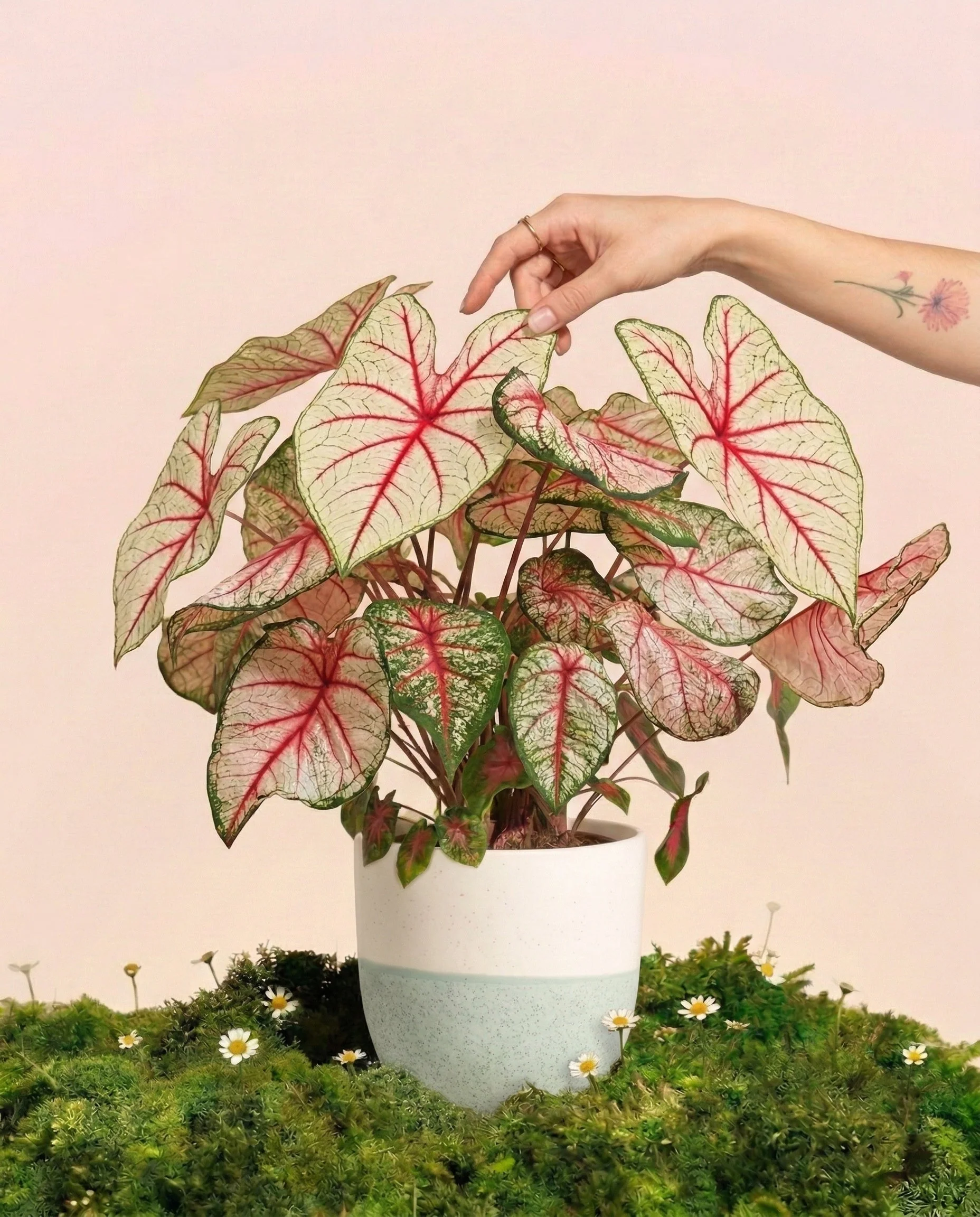 Caladium