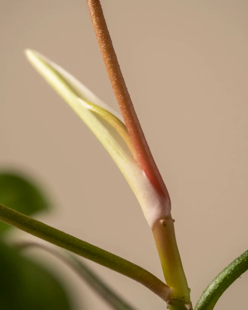 Produktbild 9