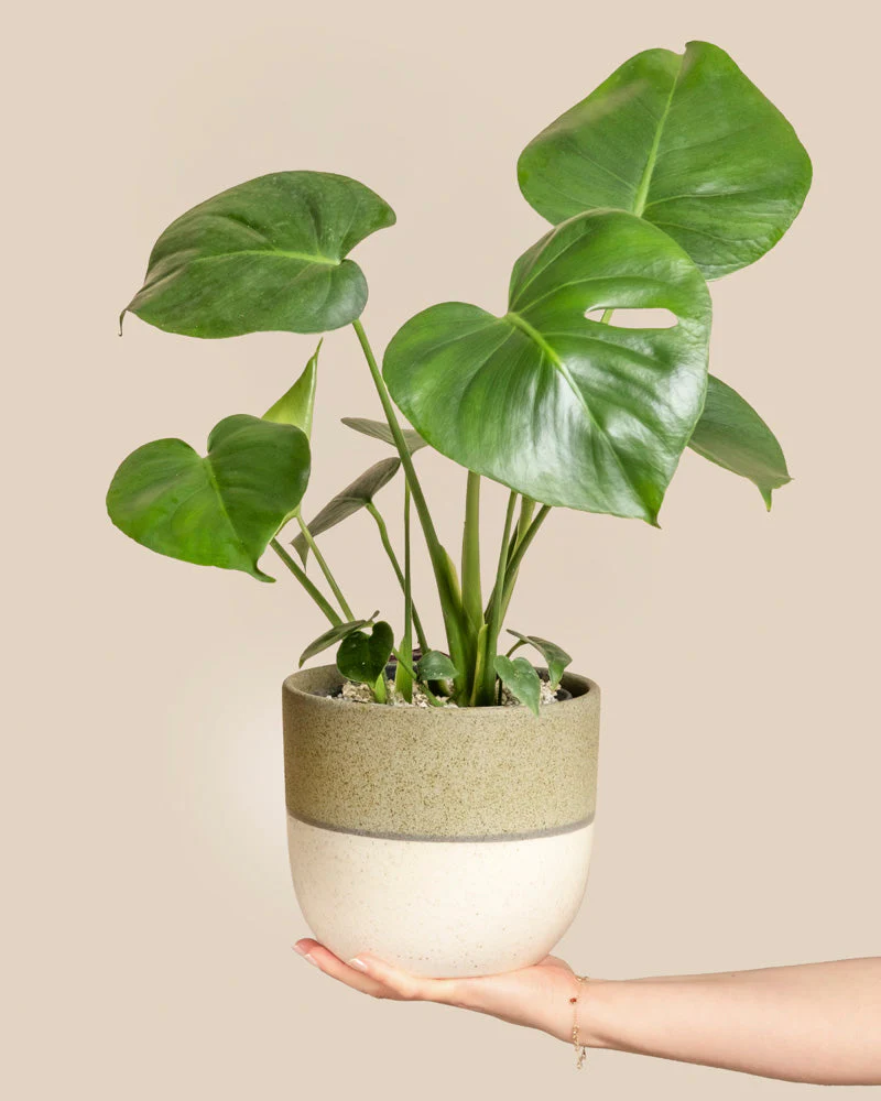 Vorschaubild 1